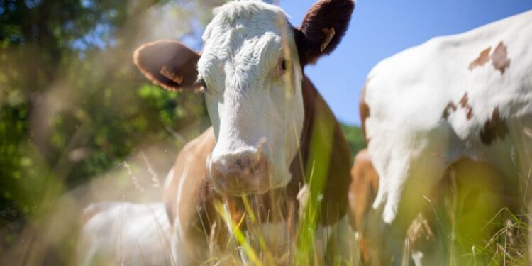 Ministério da Agricultura confirma caso de mal da vaca louca