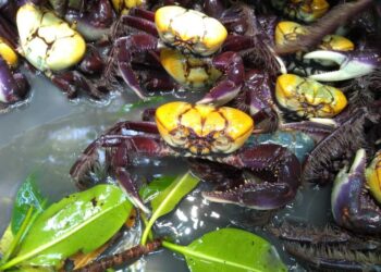 Terceiro período de defeso do caranguejo-uçá começa nesta quarta, 22