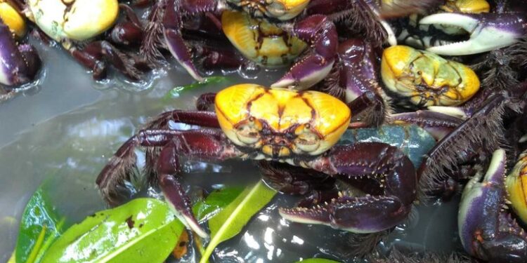 Terceiro período de defeso do caranguejo-uçá começa nesta quarta, 22