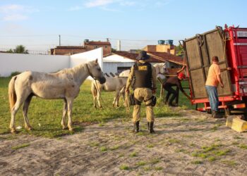 Prefeitura de Socorro intensifica apreensão de animais soltos em vias públicas