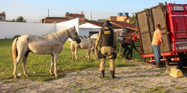 Prefeitura de Socorro intensifica apreensão de animais soltos em vias públicas