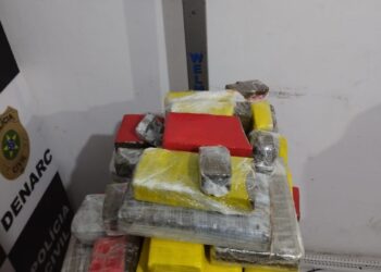 Segurança Pública contabiliza quase 300kg de drogas apreendidos em 48h