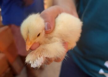 Senar Sergipe abre inscrições para novos cursos gratuitos e on-line nas áreas de avicultura e bem-estar animal
