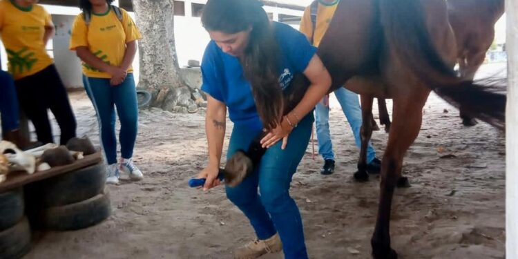 Senar Sergipe abre inscrições para nova turma do Senar Jovem em Equinocultura