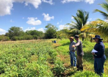 Governo do Estado revitaliza perímetro irrigado que produz alimentos e gera renda no alto sertão sergipano