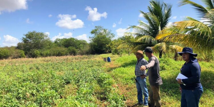 Governo do Estado revitaliza perímetro irrigado que produz alimentos e gera renda no alto sertão sergipano