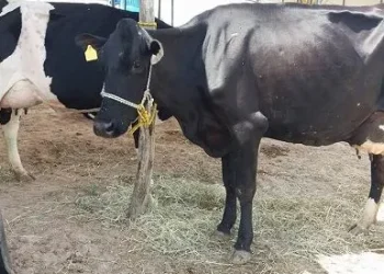 Poço Redondo: Festa Amigos do Leite começa nesta quinta-feira, dia 30