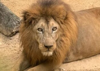 Leão do Zoológico de Aracaju morre aos 19 anos de idade