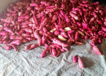 Batata-doce é o cultivo preferido dos produtores do perímetro irrigado em Lagarto