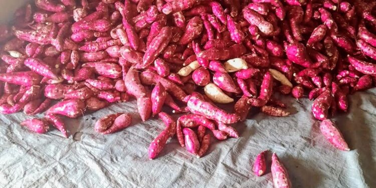 Batata-doce é o cultivo preferido dos produtores do perímetro irrigado em Lagarto