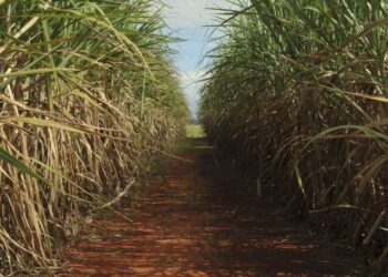 Produção estimada de cana-de-açúcar é de 610 milhões de toneladas
