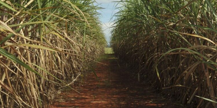 Produção estimada de cana-de-açúcar é de 610 milhões de toneladas
