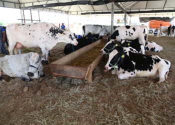 Festa “Amigos do Leite” demonstra potencial de Santa Rosa do Ermírio na produção do lácteo