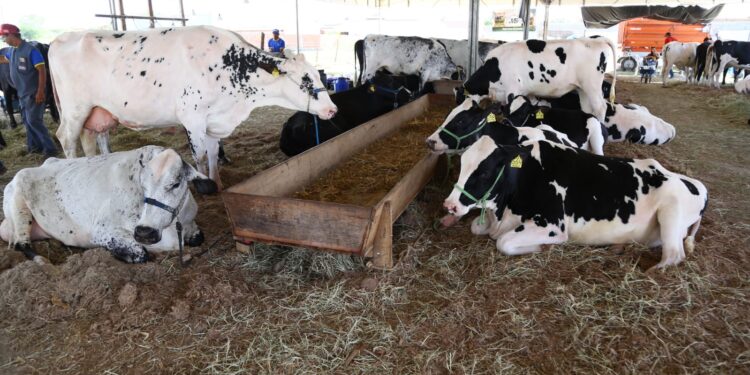 Festa “Amigos do Leite” demonstra potencial de Santa Rosa do Ermírio na produção do lácteo