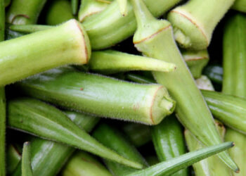 Produção de quiabo em Canindé cresce 20% no 1º trimestre do ano alavancada pela irrigação estadual