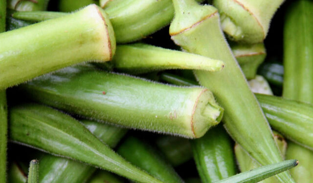 Produção de quiabo em Canindé cresce 20% no 1º trimestre do ano alavancada pela irrigação estadual