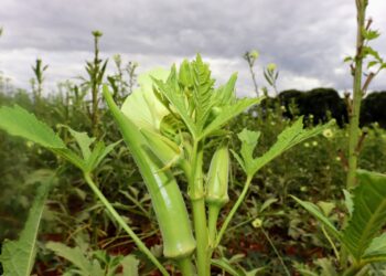 Irrigantes do perímetro estadual em Canindé poderão produzir sementes para marca de insumos agrícolas nacional