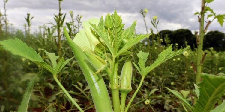 Irrigantes do perímetro estadual em Canindé poderão produzir sementes para marca de insumos agrícolas nacional