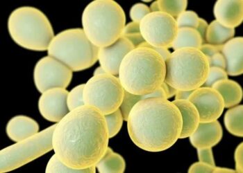 Pernambuco confirma quarto caso de Candida auris em 2023