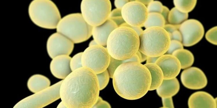 Pernambuco confirma quarto caso de Candida auris em 2023