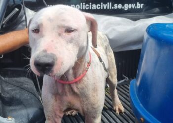 Polícia Civil resgata cachorro em situação de maus-tratos em Socorro