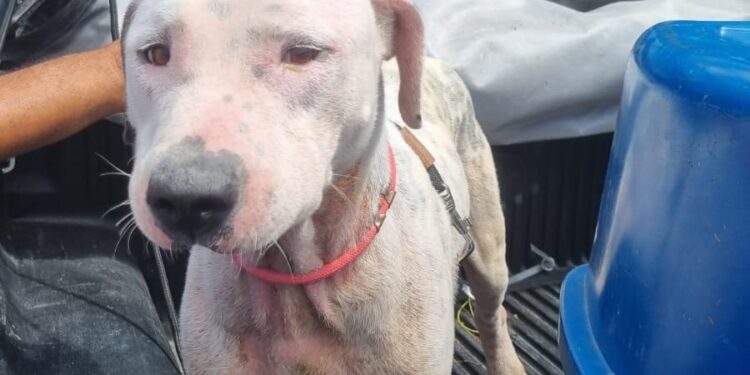 Polícia Civil resgata cachorro em situação de maus-tratos em Socorro