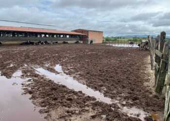 Chuvas provocam impactos negativos e positivos no agro em Sergipe