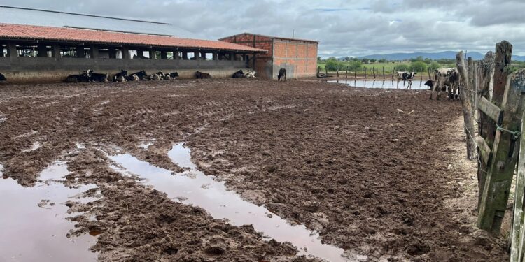 Chuvas provocam impactos negativos e positivos no agro em Sergipe