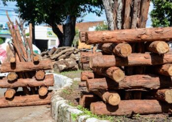 Prefeitura de Aracaju libera cadastro para a venda de milho e fogueiras