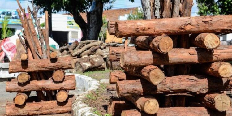 Prefeitura de Aracaju libera cadastro para a venda de milho e fogueiras