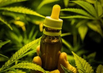 Liberação da cannabis avança na Anvisa e na Justiça