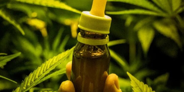 Liberação da cannabis avança na Anvisa e na Justiça