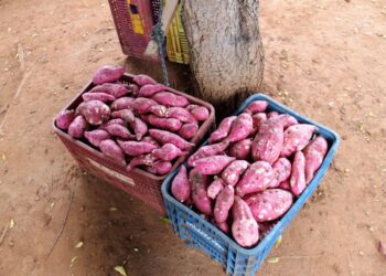 Batata-doce é alternativa de renda para agricultores atendidos por irrigação do Governo do Estado