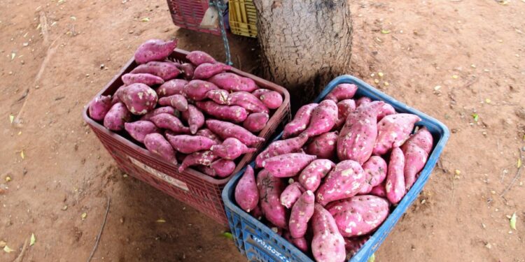 Batata-doce é alternativa de renda para agricultores atendidos por irrigação do Governo do Estado