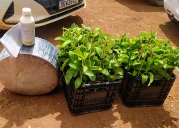 Convênio entre governos federal e estadual leva incentivo e inovação ao perímetro irrigado de Canindé