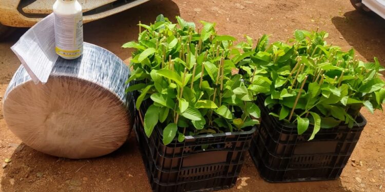 Convênio entre governos federal e estadual leva incentivo e inovação ao perímetro irrigado de Canindé