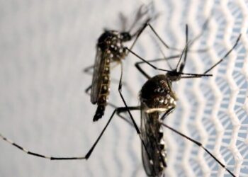Nova vacina contra a dengue chega ao Brasil na próxima semana