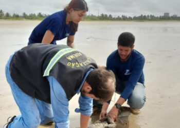 Adema alerta população para acionar Equipe de Resgate e não tentar manusear animais silvestres