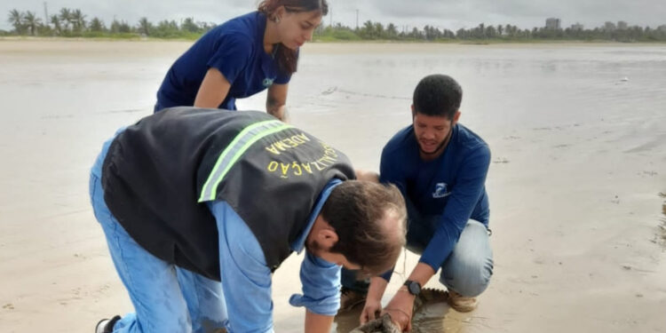 Adema alerta população para acionar Equipe de Resgate e não tentar manusear animais silvestres