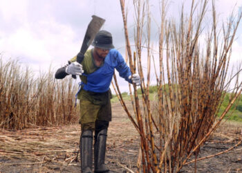 Governo de Sergipe beneficia quase 3 mil trabalhadores com Programa Mão Amiga Cana para mitigar efeitos da entressafra