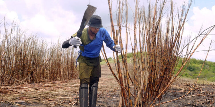 Governo de Sergipe beneficia quase 3 mil trabalhadores com Programa Mão Amiga Cana para mitigar efeitos da entressafra