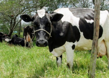 Produtores confirmam o bom momento da produção de leite em Sergipe