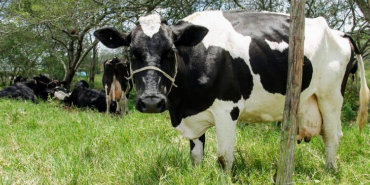 Produtores confirmam o bom momento da produção de leite em Sergipe
