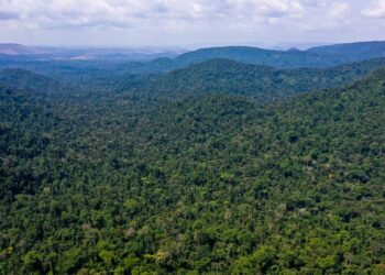 Desmatamento na Amazônia cai 31% de janeiro a maio