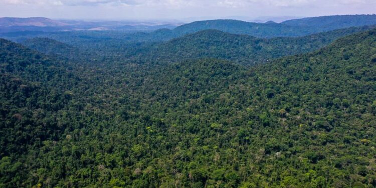 Desmatamento na Amazônia cai 31% de janeiro a maio