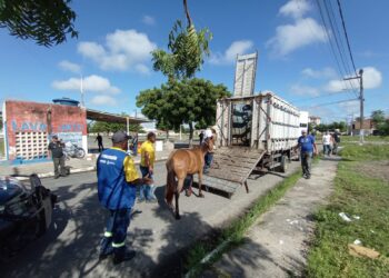 Operação conjunta de combate a maus-tratos contra equinos apreende seis animais nas Zonas Sul e de Expansão de Aracaju