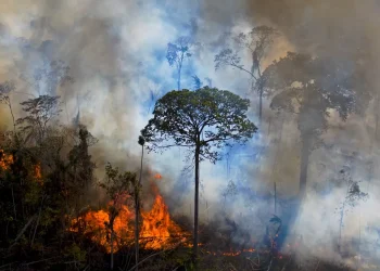 Amazônia e Cerrado registram maior número de queimadas desde 2007