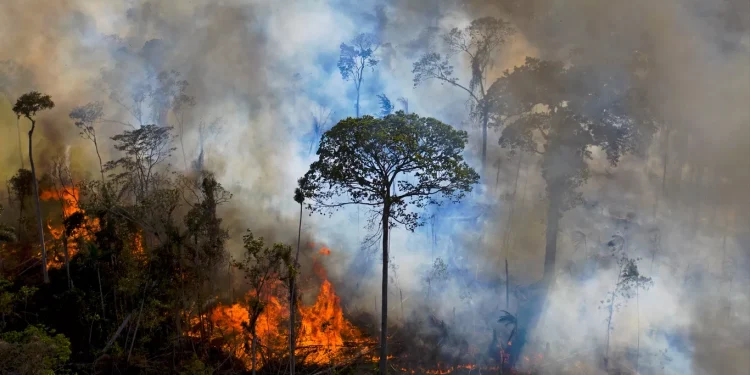 Amazônia e Cerrado registram maior número de queimadas desde 2007
