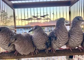 Fiscalização Preventiva Integrada do São Francisco apreende 593 animais em cinco dias em Sergipe