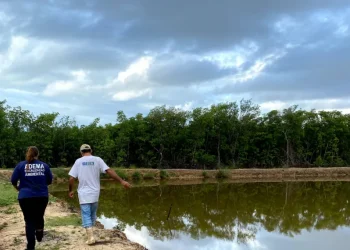 Fiscalização da Adema constata supressão irregular de mangue em Pacatuba. Ação ocorreu após denúncia de desmatamento